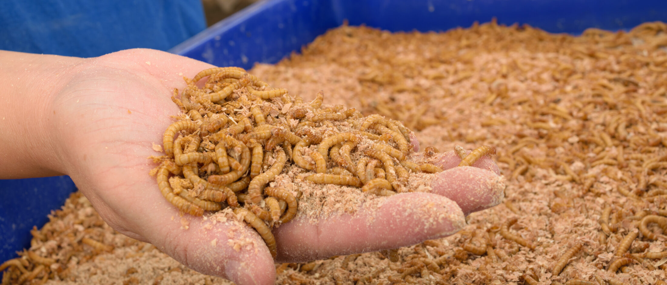 Insects as food and feed in Europe the future of protein? EIT Food