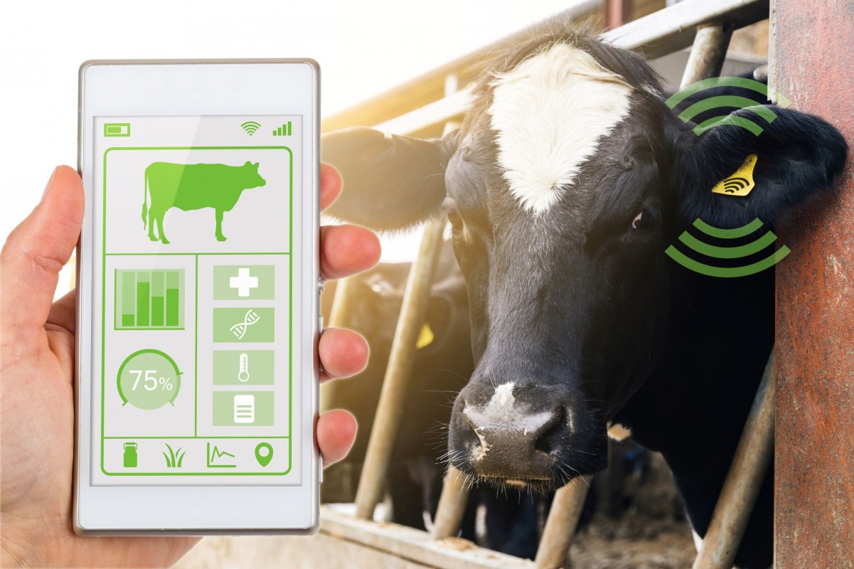 Big data and advanced analytics for sustainable management of the dairy cattle sector
