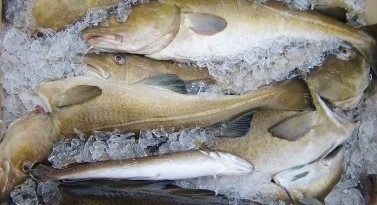 EcoD: Bringing new life to cod waste by turning it into food