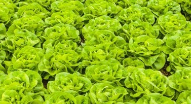 Impact on sustainability, shelf life and nutritional value by vertically farmed leafy greens via a new local supply chain