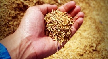 How Food is Made? Understanding Food Processing Technologies