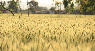 Separating MycOtoxin-contaminated Wheat grains using Precision Farming technologies