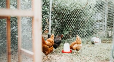 FROM WASTE TO FARM: insect larvae as tool for welfare improvement in poultry
