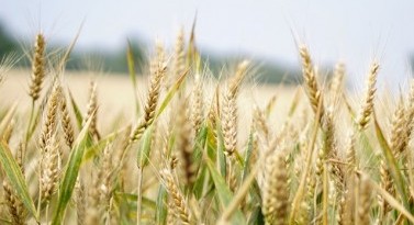 Innovation in Arable Farming: Technologies for Sustainable Farming Systems