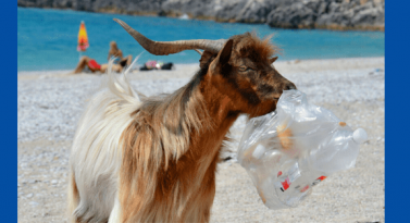 Social Media Campaign - Zero Plastic Hero