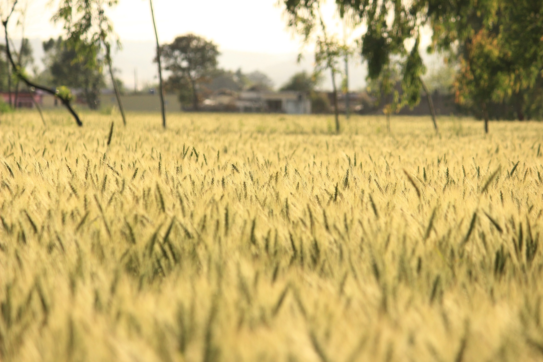 Separating MycOtoxin-contaminated Wheat grains using Precision Farming technologies