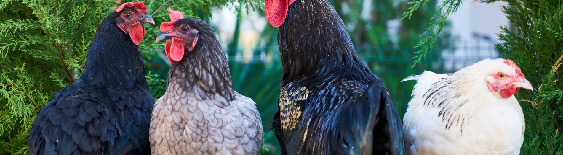 INNOPOULTRY. The poultry food chain: tackling old problems with innovative approaches