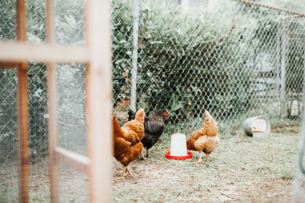FROM WASTE TO FARM: insect larvae as tool for welfare improvement in poultry