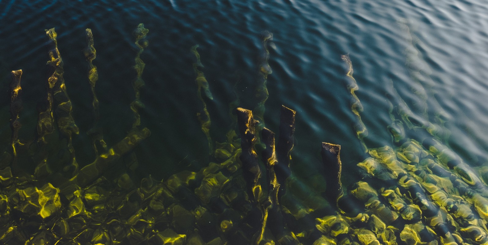 Fermented seaweed based novel feed additives - SEAFEED