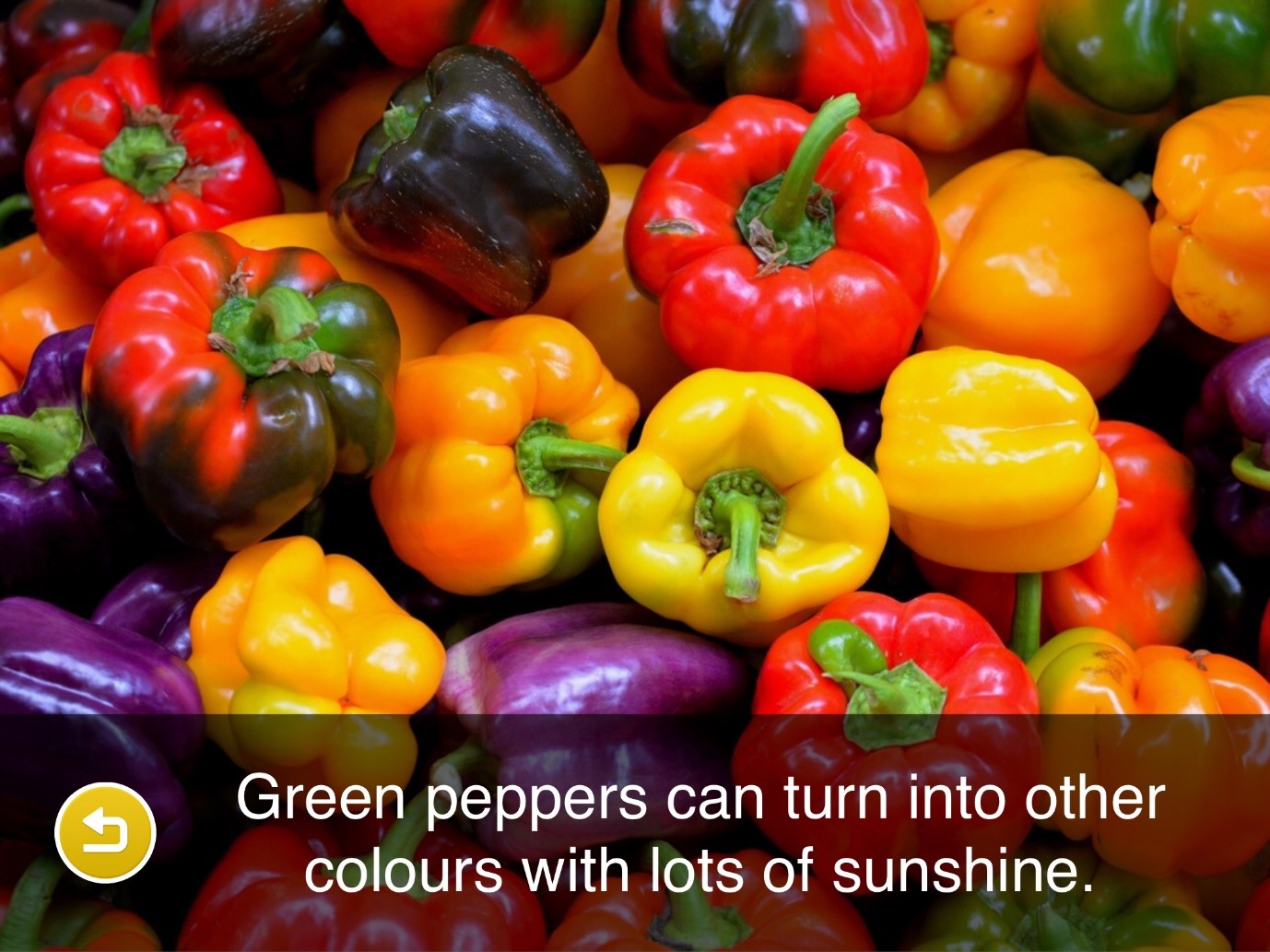 Colourful peppers