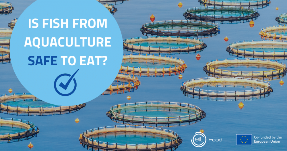 Can we trust fish from aquaculture – is it safe to eat?