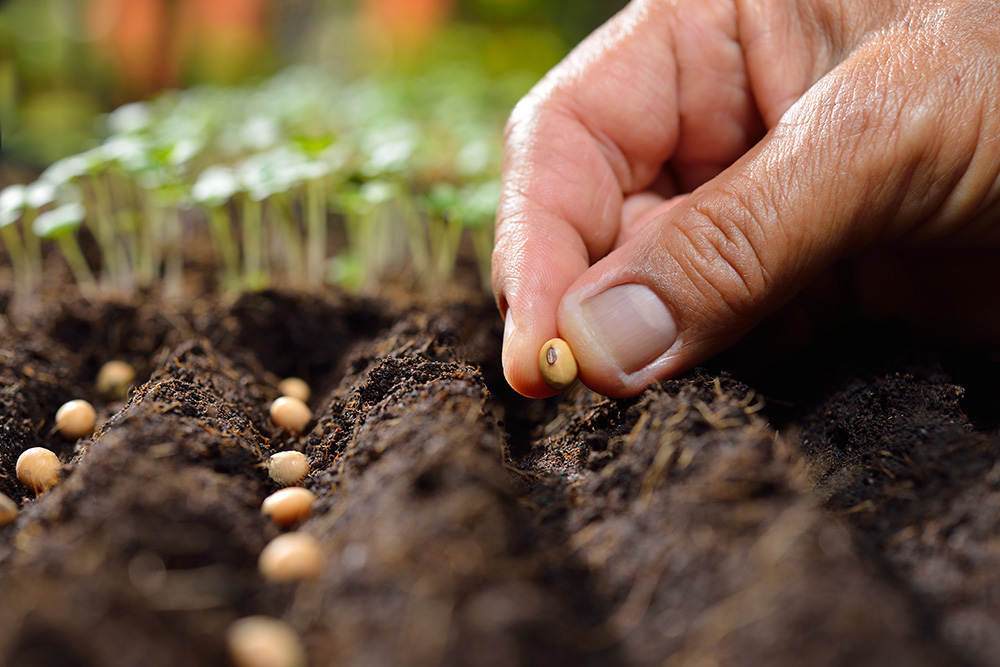 Planting a seed photograph