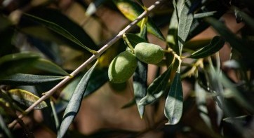 EIT Food has rewarded startups that work in the value chain of the olive sector in Europe EIT Food has rewarded startups that work in the value chain of the olive sector in Europe