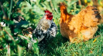 Consumers and producers in favour of using phages as an alternative to antibiotics in the fight against Campylobacter in poultry Consumers and producers in favour of using phages as an alternative to antibiotics in the fight against Campylobacter in poultry