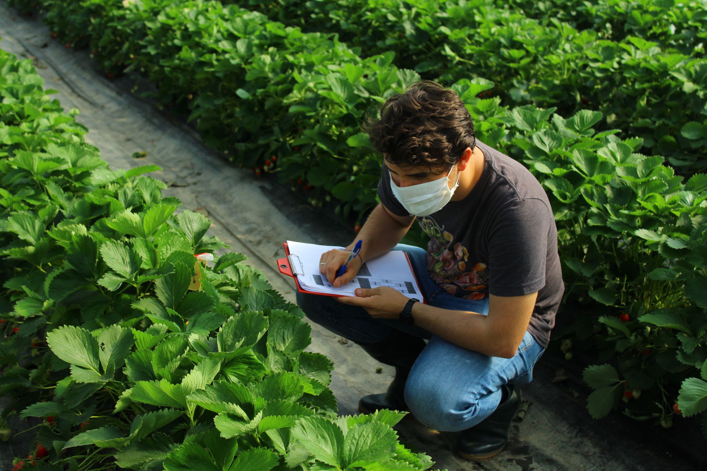 Assessment of strawberry plants for pests and pathogens