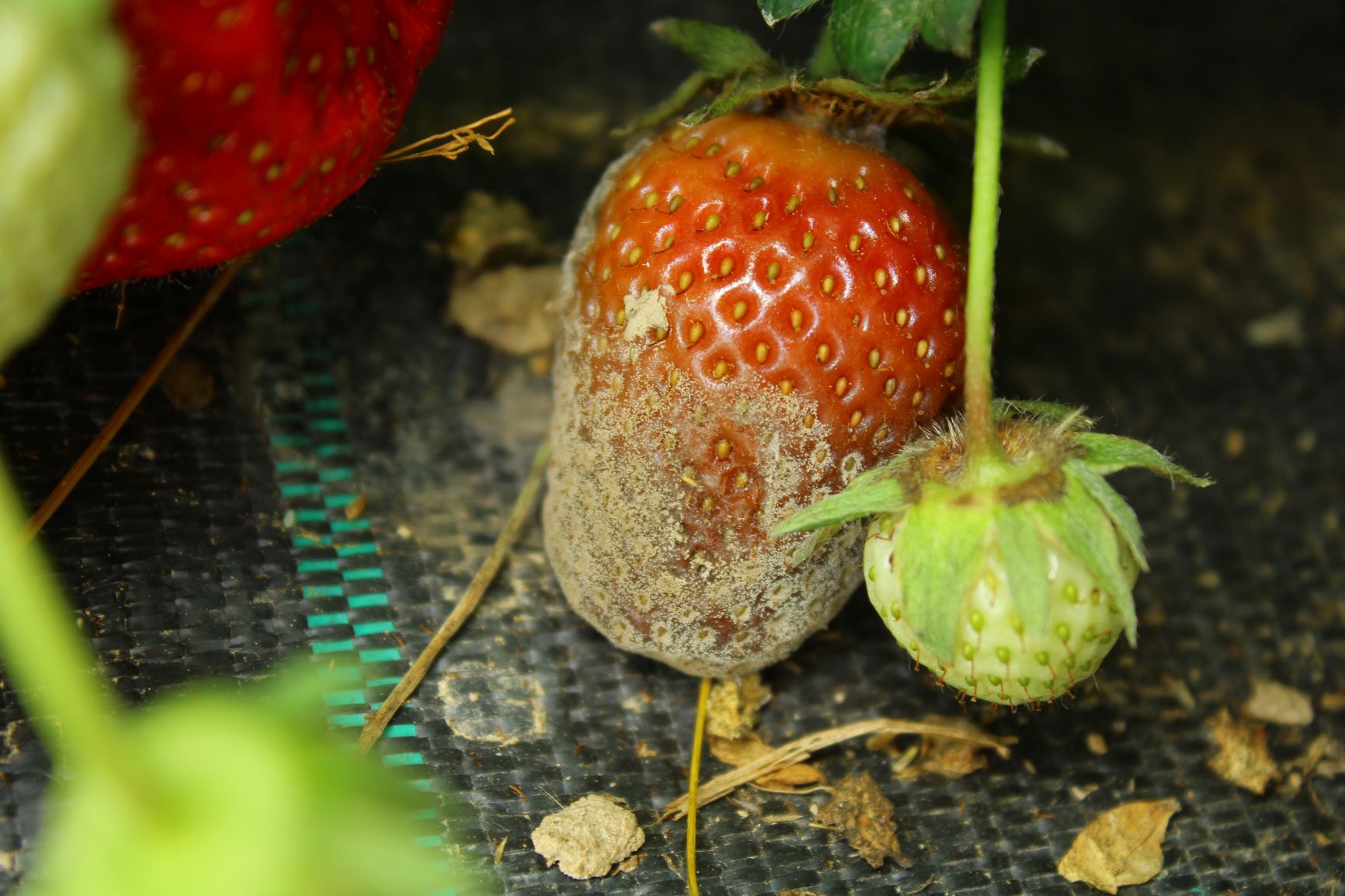 Botrytis cinerea on strawberry fruits