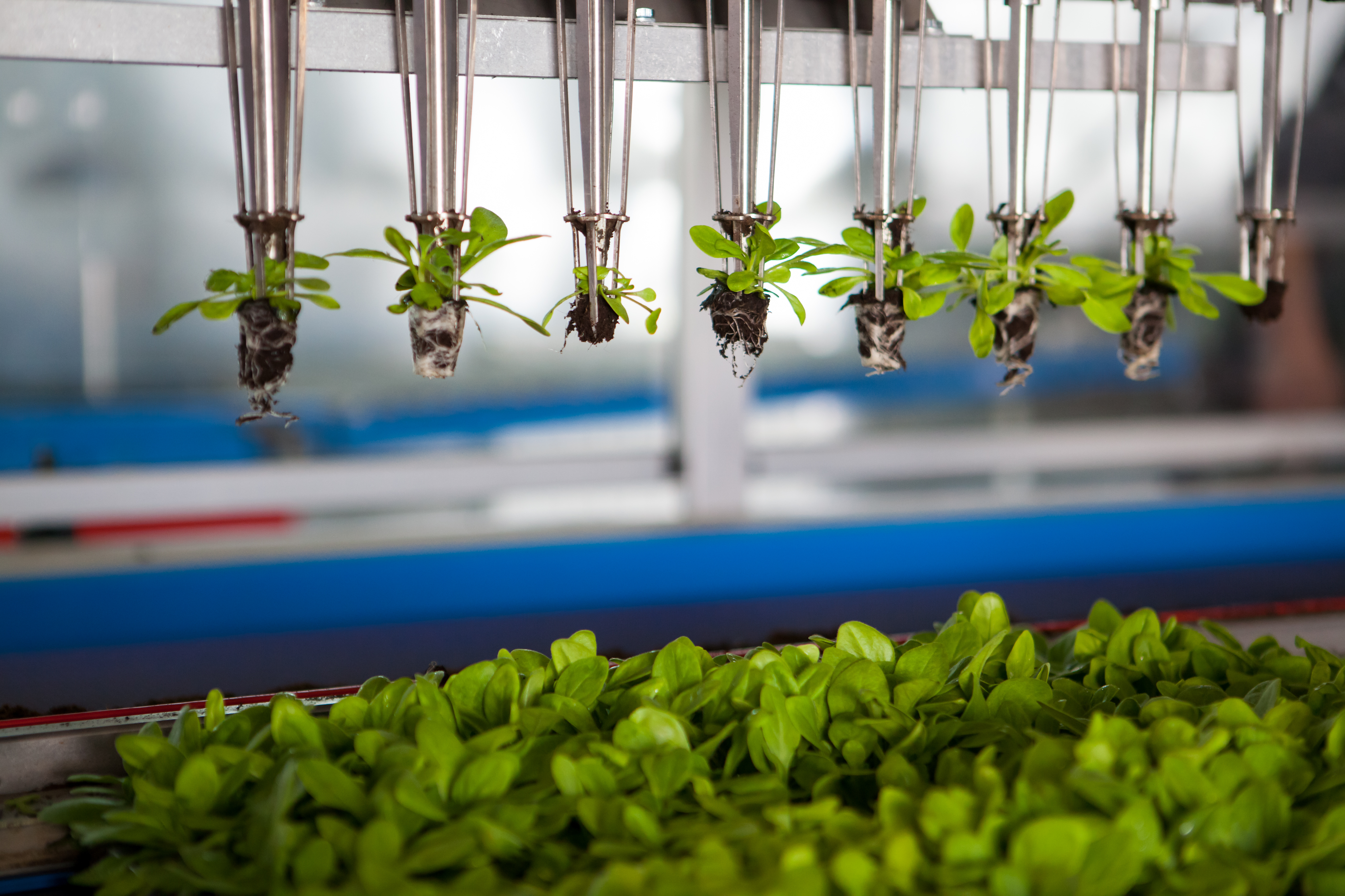PROVE - Functionalisation and valorisation of PROteins of VEgetable sources