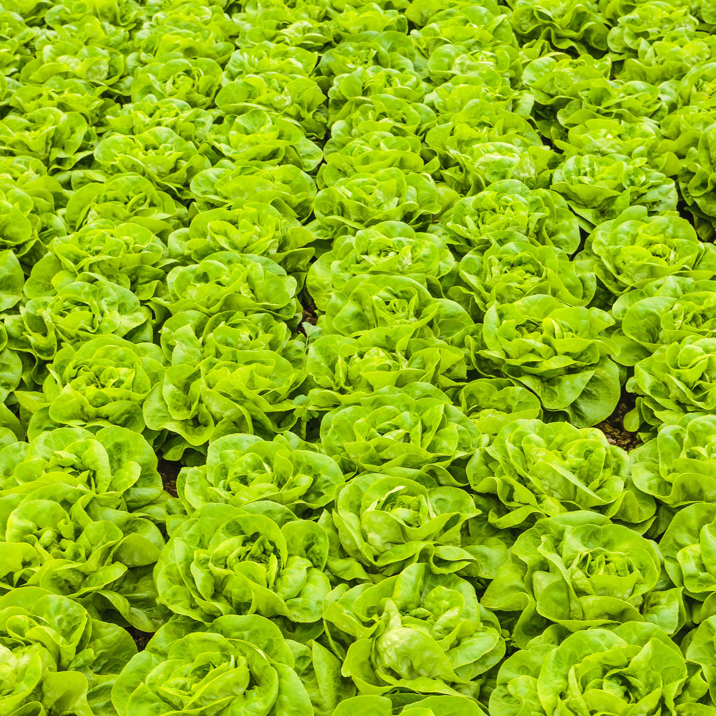 Impact on sustainability, shelf life and nutritional value by vertically farmed leafy greens via a new local supply chain