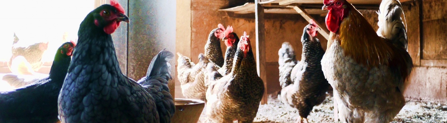 Animal Feed Production: Feed Quality & Safety