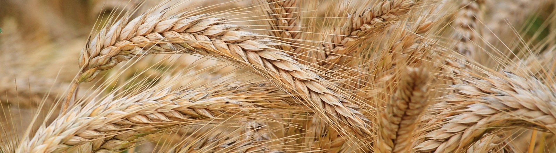 Constituent sensing of small grains