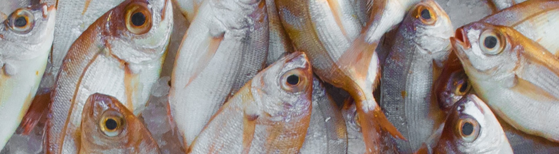 Improving trust on fish chain: Rapid and portable monitoring tools for a better control of whitefish