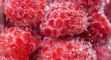 ISP - Isolation and Application of Plant-based Ice Structuring Proteins in Frozen Foods