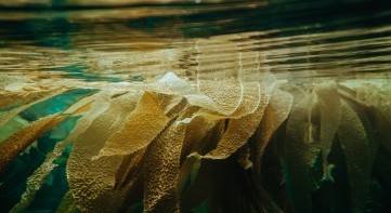 Seaweed supplementation to mitigate methane (CH4) emissions by cattle (SeaCH4NGE)