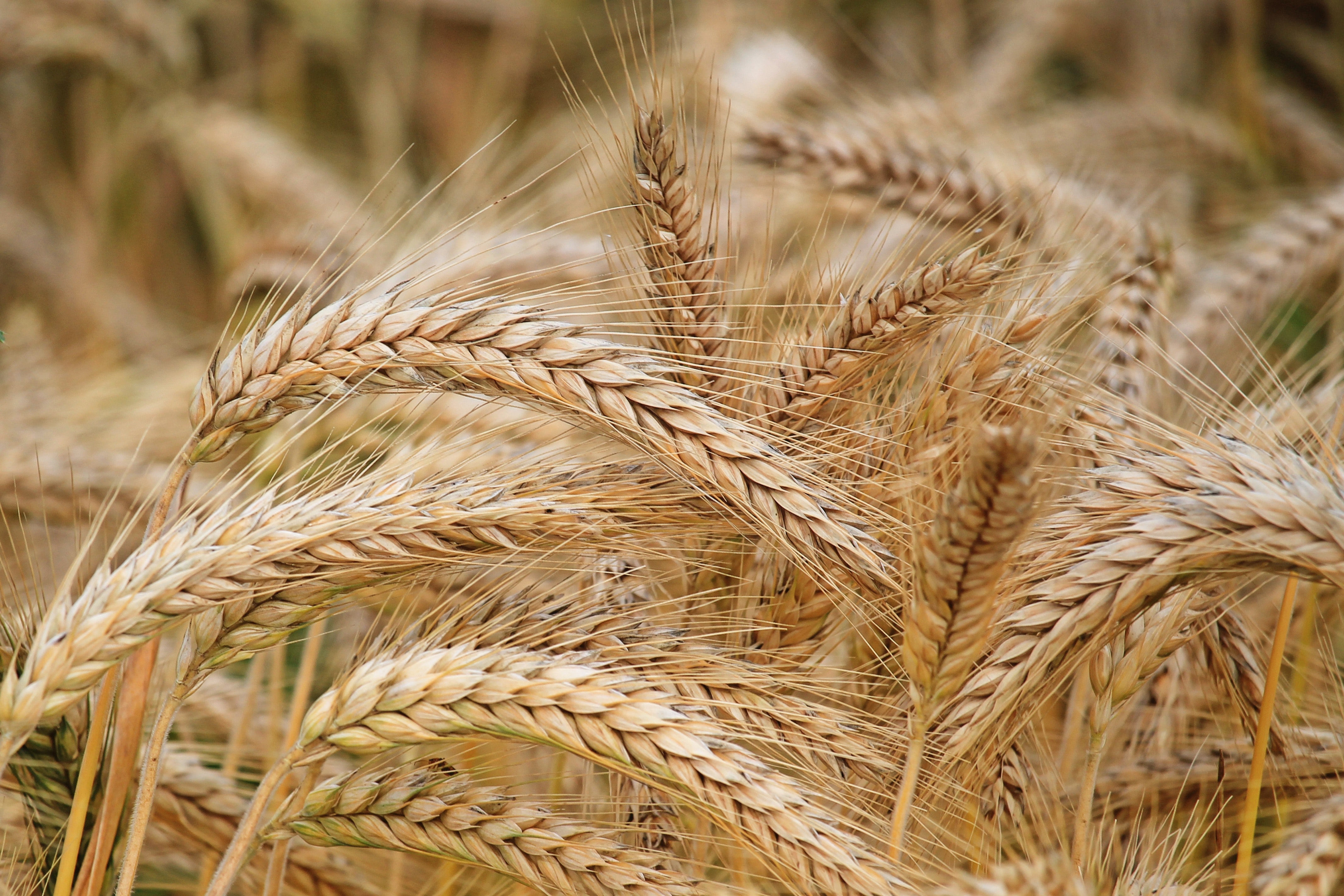 Constituent sensing of small grains