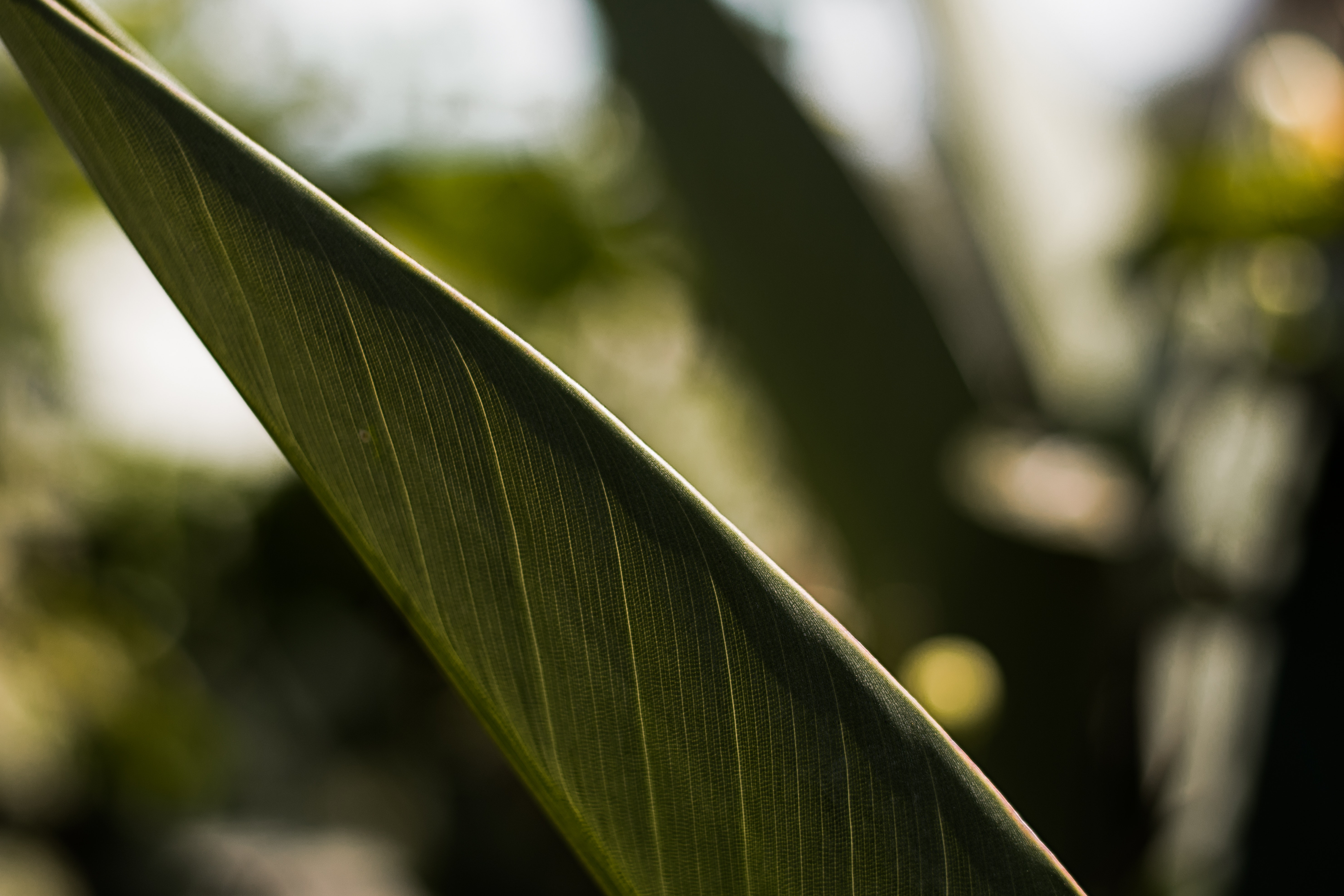 Tasty Macronutrients: How to best use novel plant protein – carbohydrate based ingredients in foods?